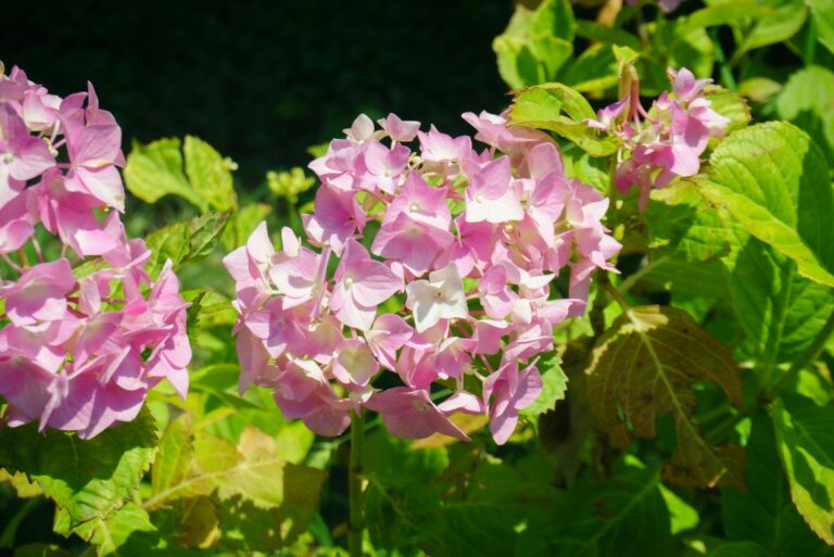 hydrangea in garden