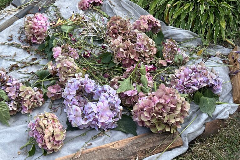 dried flowers cut hydrangea