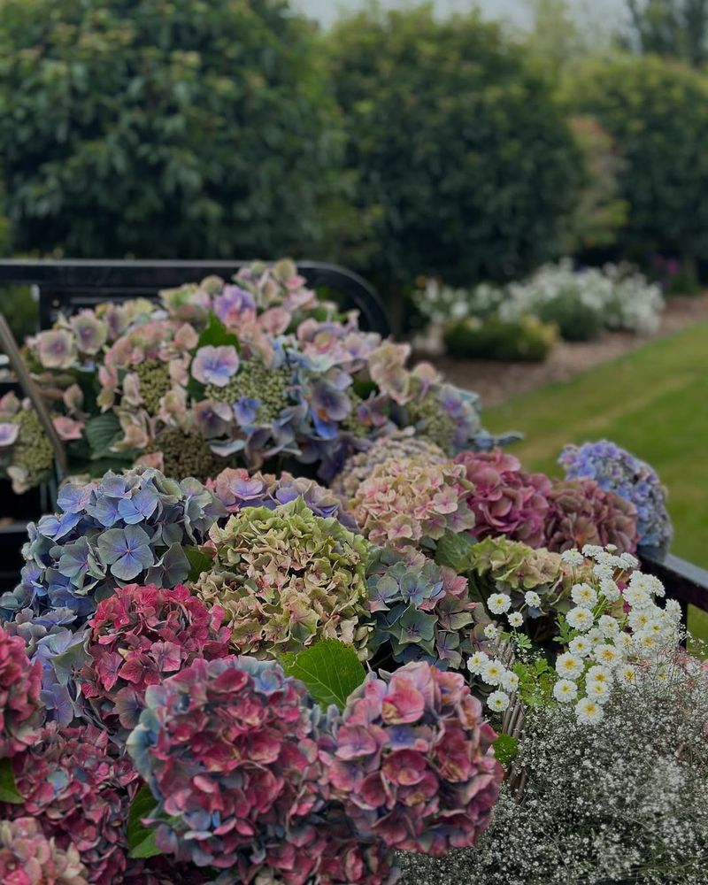 Stop Deadheading And Let Blooms Stay