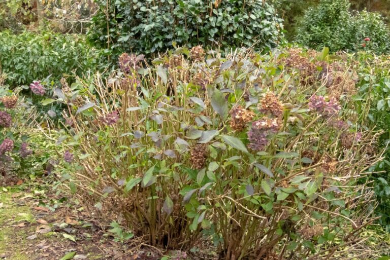 dry hydrangea plant in fall