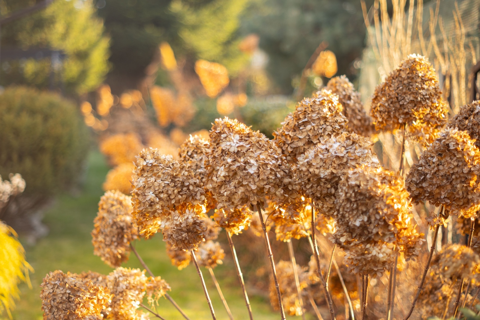 dry hydrangea blooms