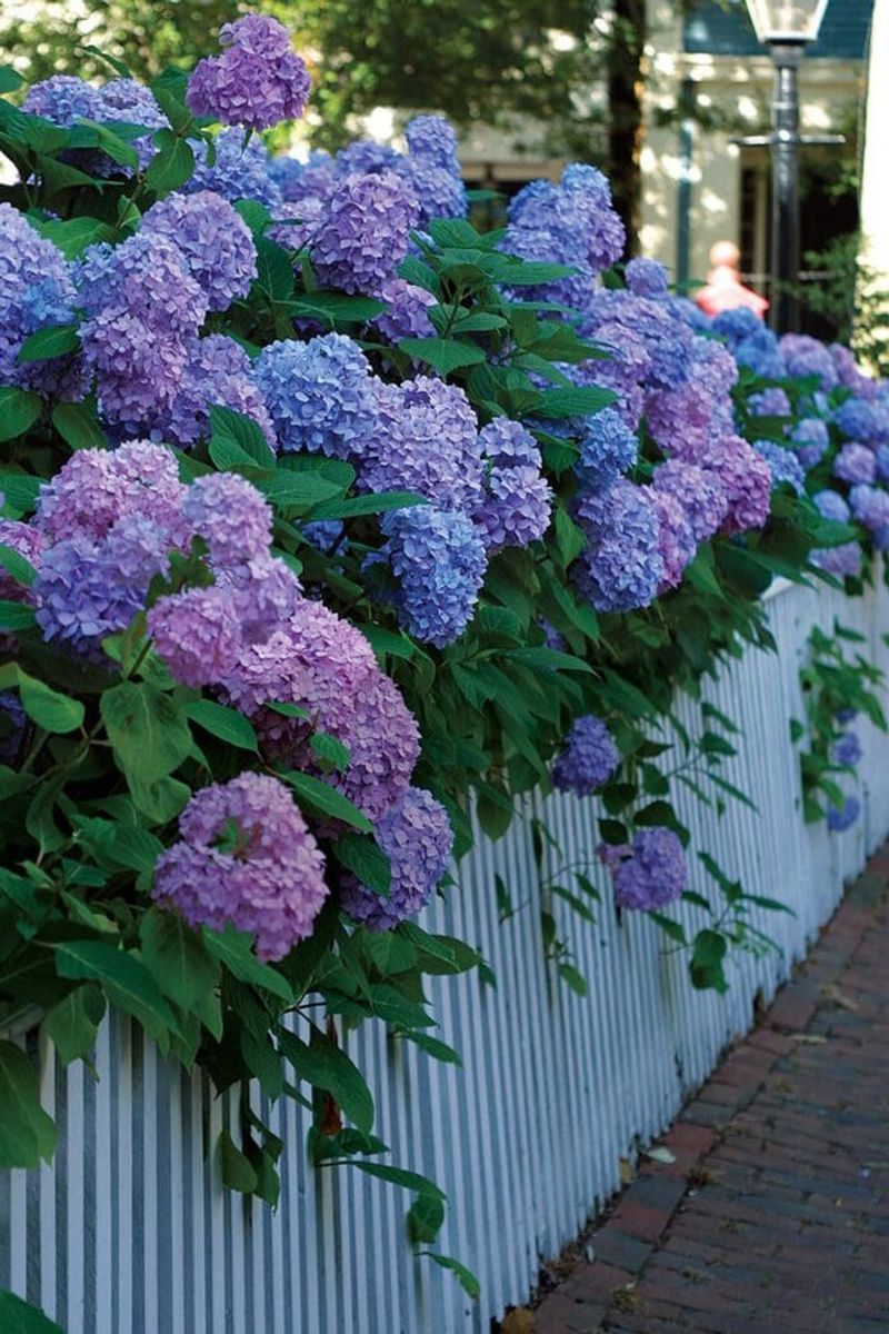 Hydrangeas