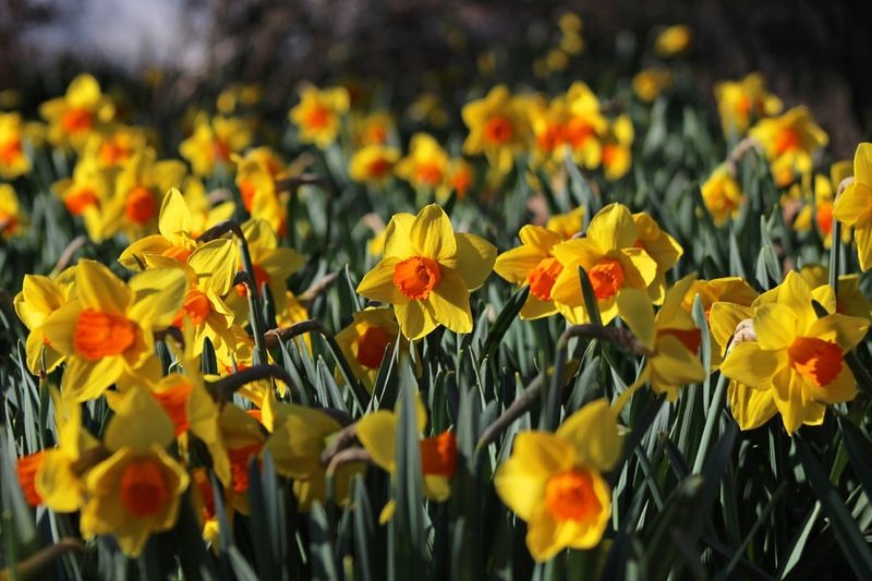 Daffodils