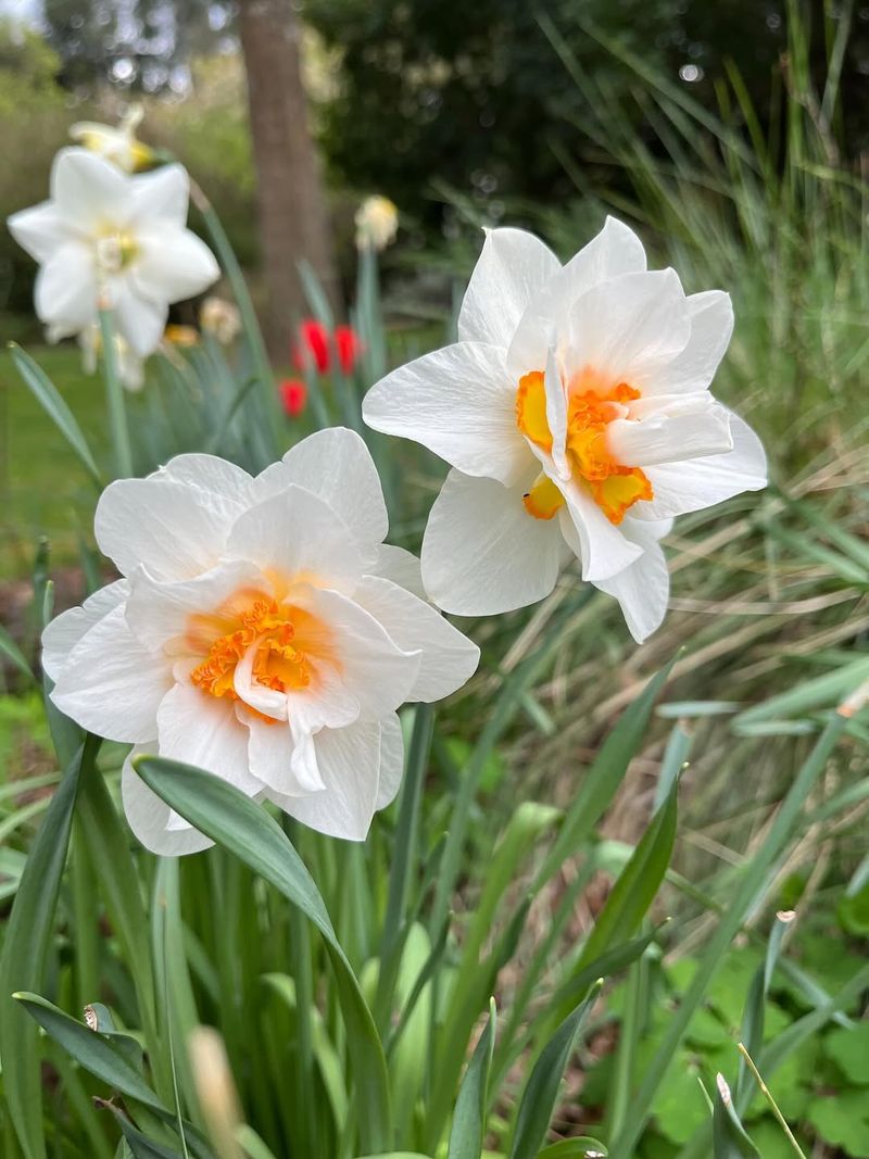 Daffodils