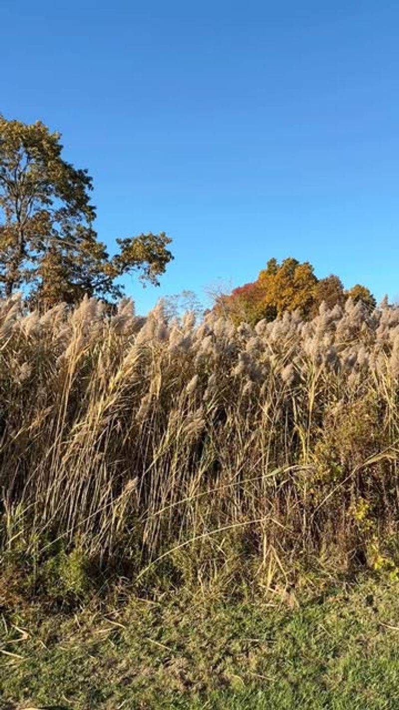 Common Reed (Phragmites)