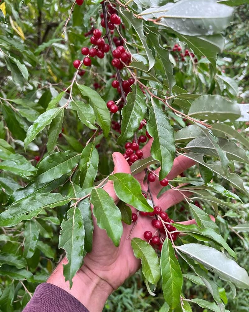 Autumn Olive Shrubs Spreading Beyond Control