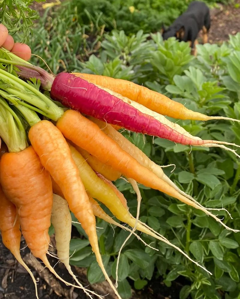 Carrots: Sweet Underground Treasures
