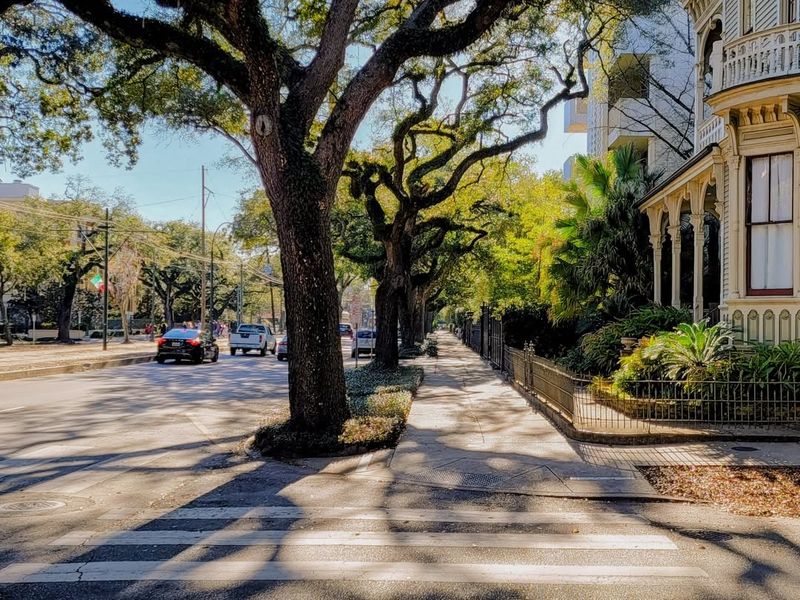 Street Trees In Urban Areas