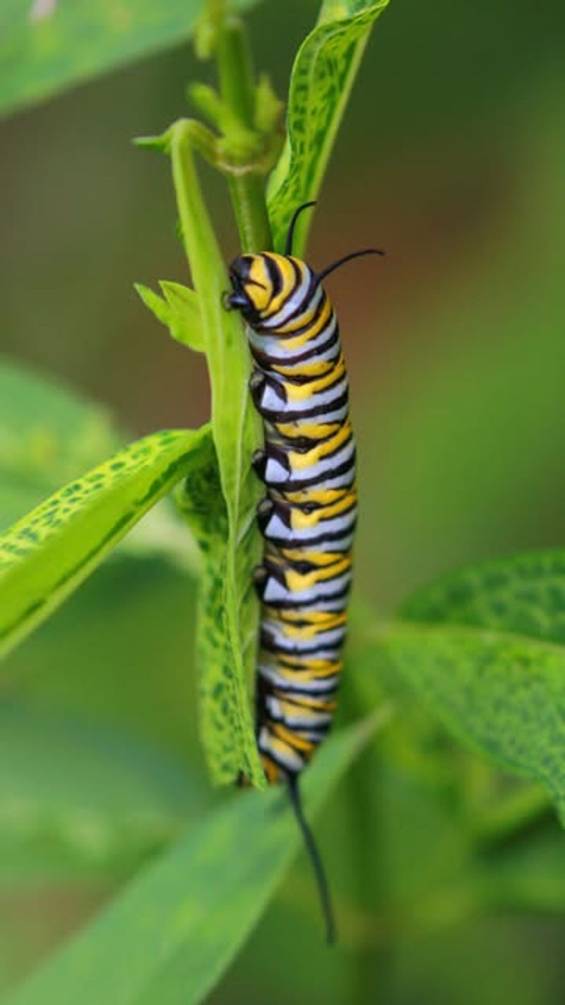Monarch Butterfly (Caterpillar Stage)