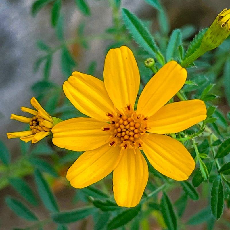 Copper Canyon Daisy