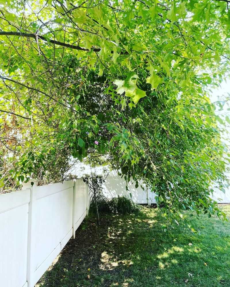 Overhanging Branches Are Different