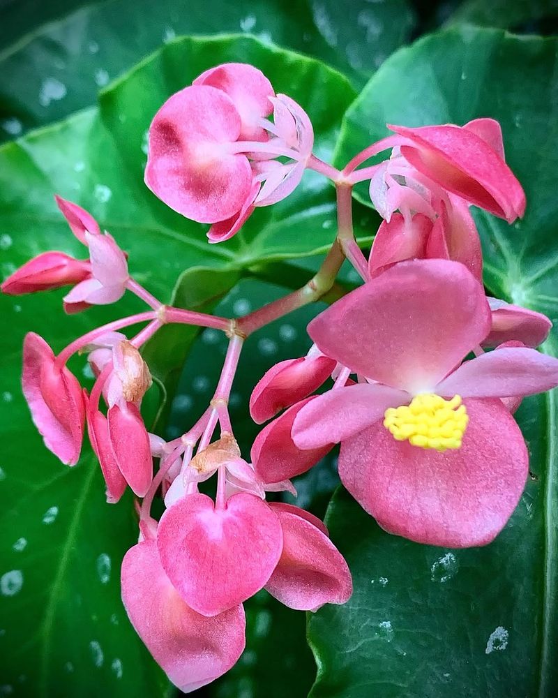 Begonias