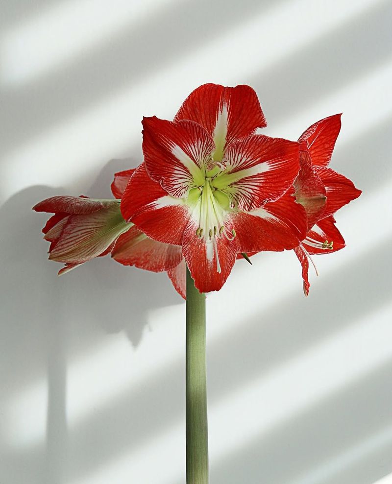Amaryllis