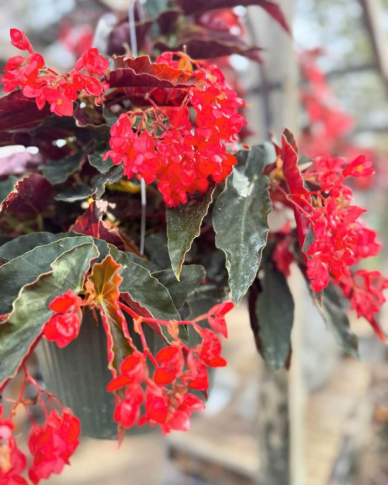 Begonias