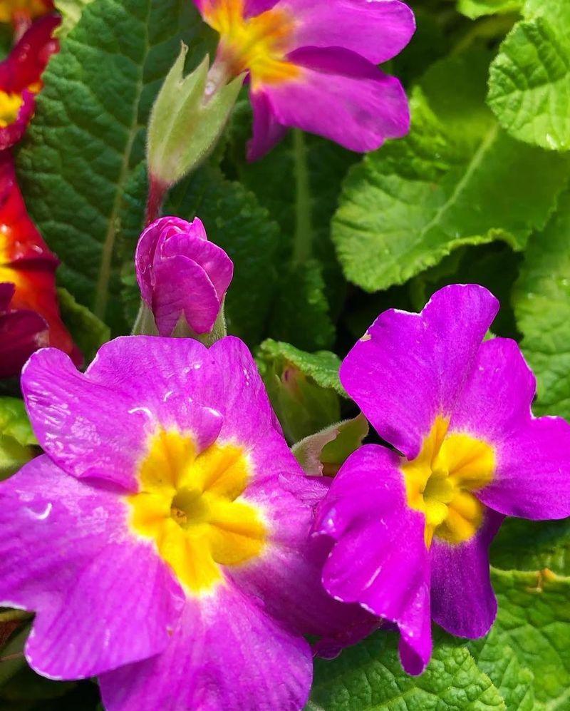 Primrose