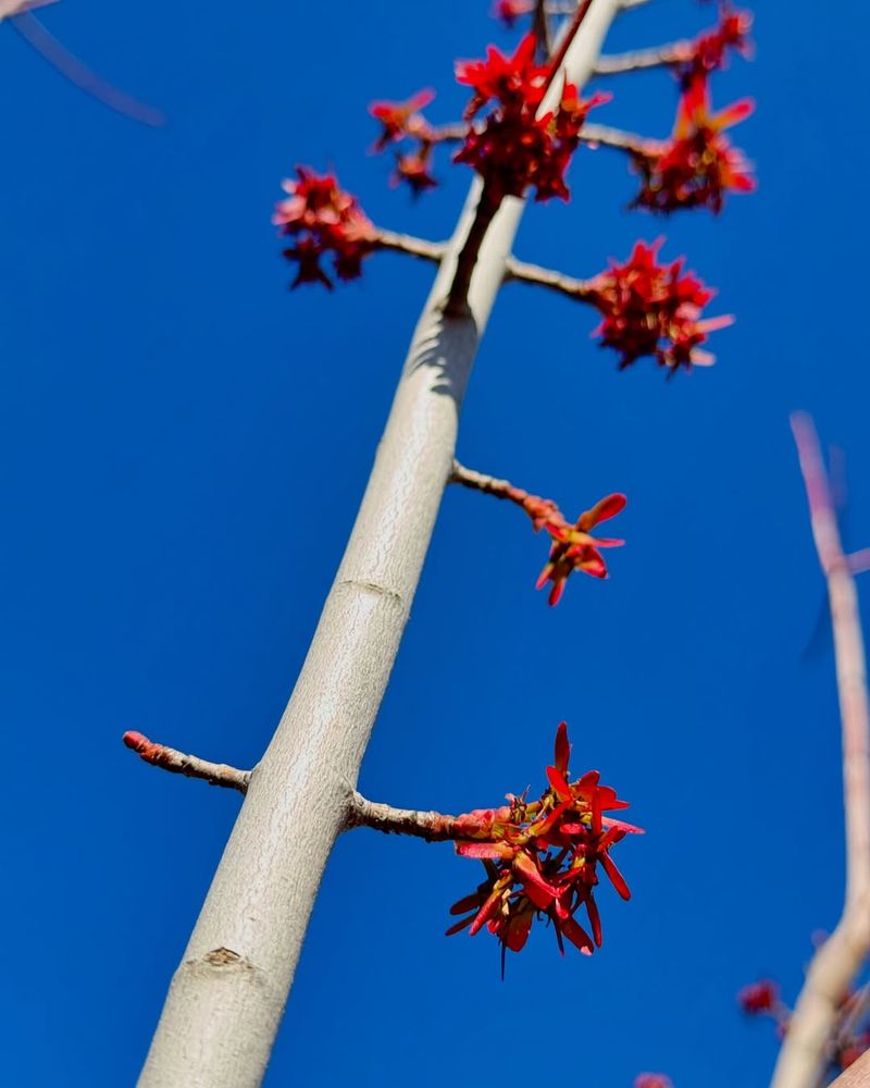 Plant In Early Spring Or Fall