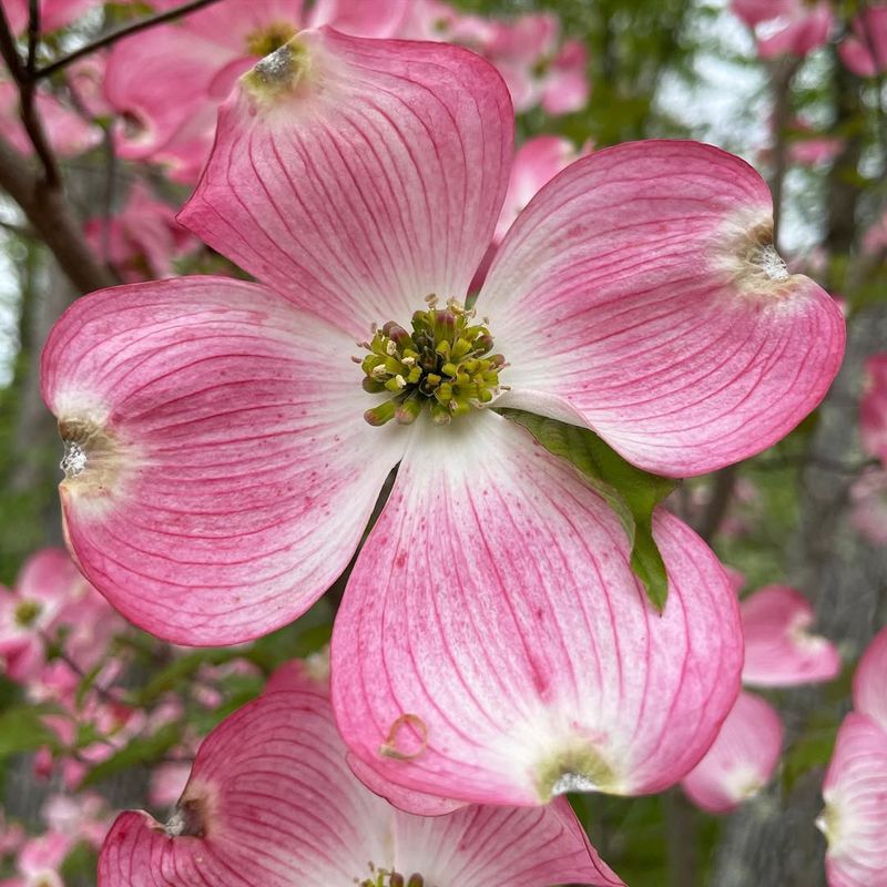 Cherokee Brave Dogwood (Cornus florida 'Comco No. 1')