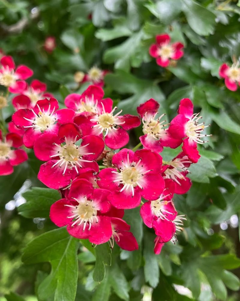 English Hawthorn