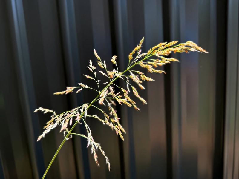 Johnsongrass