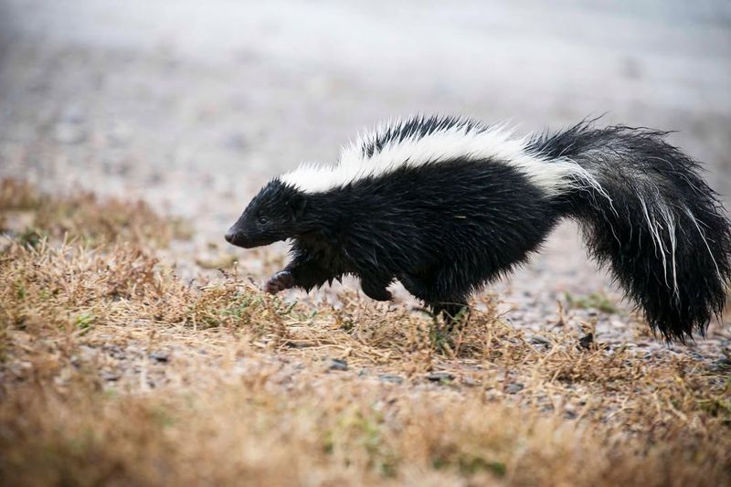 Striped Skunks