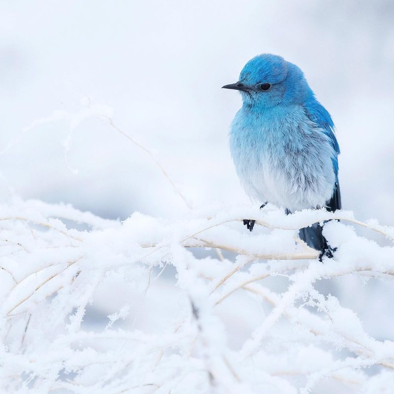 Mountain Bluebirds