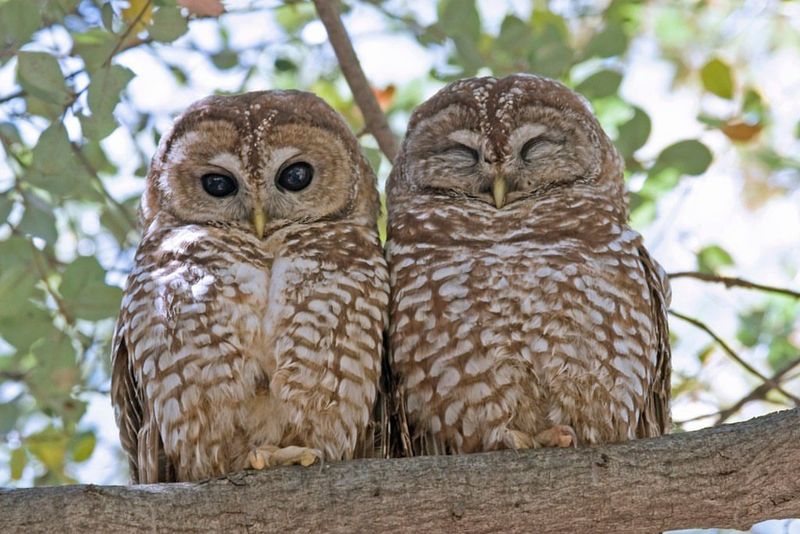 Mexican Spotted Owls