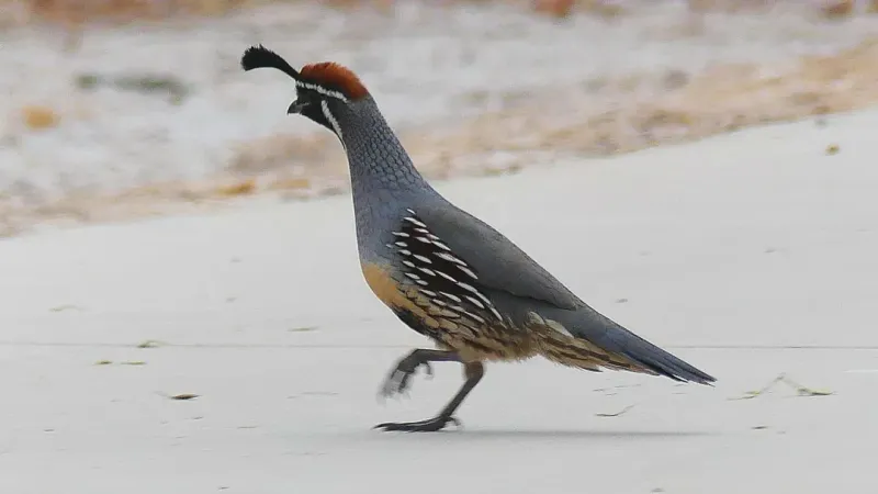 Gambel's Quail Families Passing Through Gardens