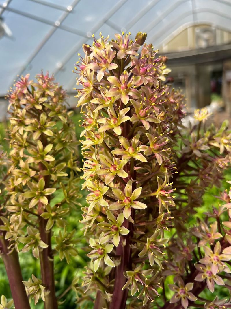 Pineapple Lily