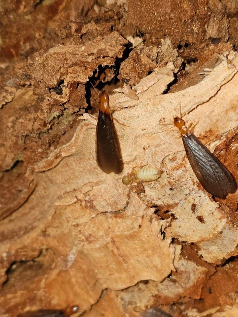 Insect Invasions Increase