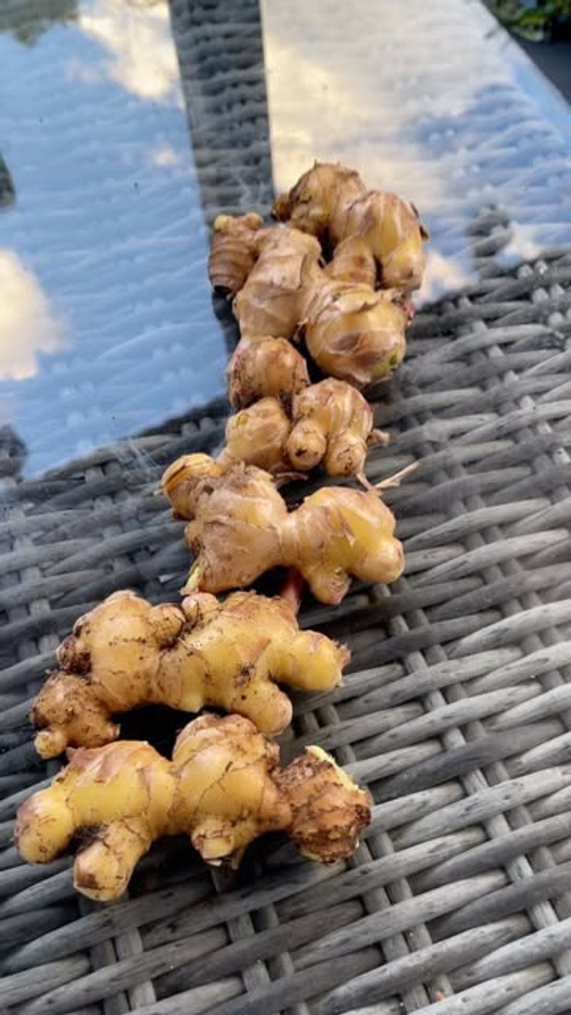 Harvest And Replant For Endless Supply