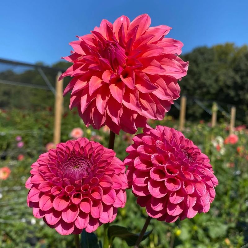Dahlias