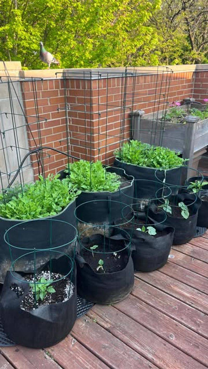 Fabric Grow Bags for Root Health