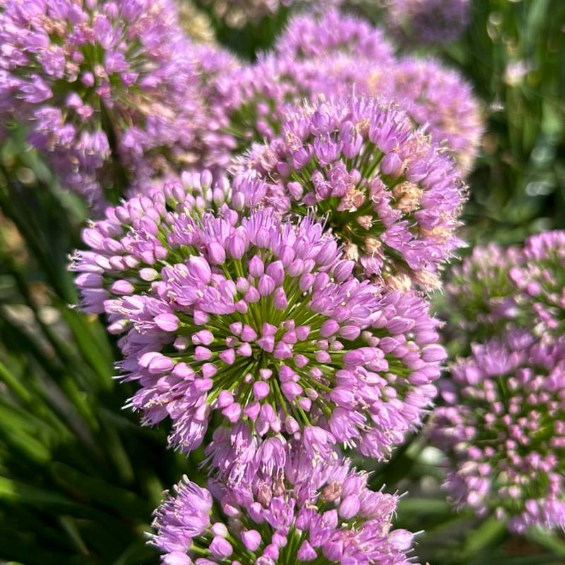 Allium (Ornamental Onion)