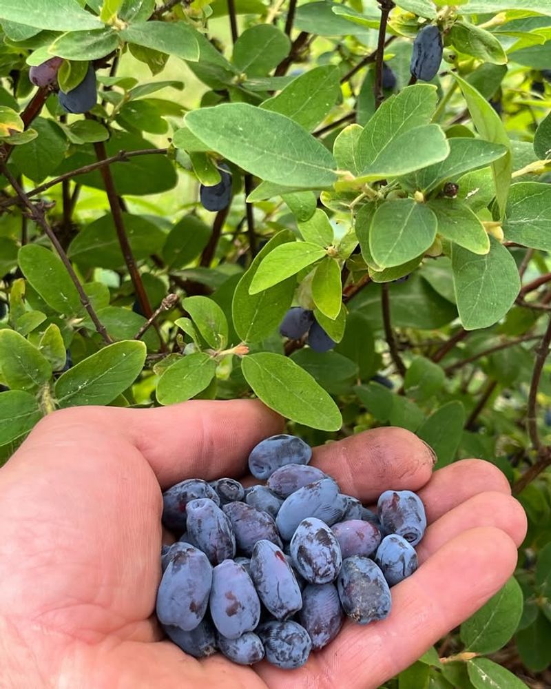 Honeyberry