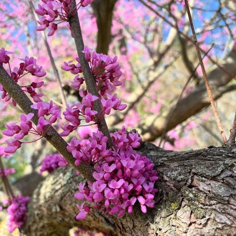 Native Status Supports Specialized Pollinators