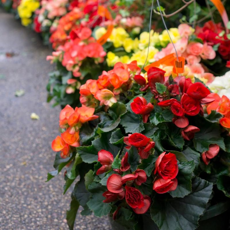 Begonia