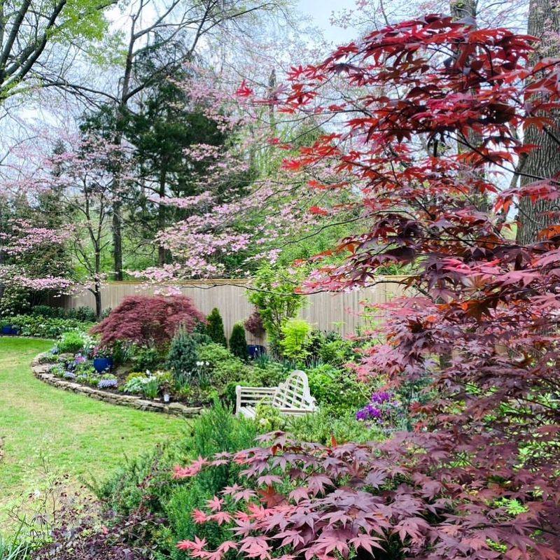 Japanese Maple
