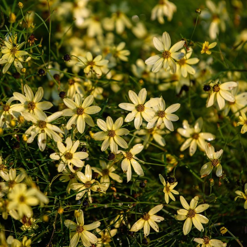 Coreopsis 'Moonbeam'