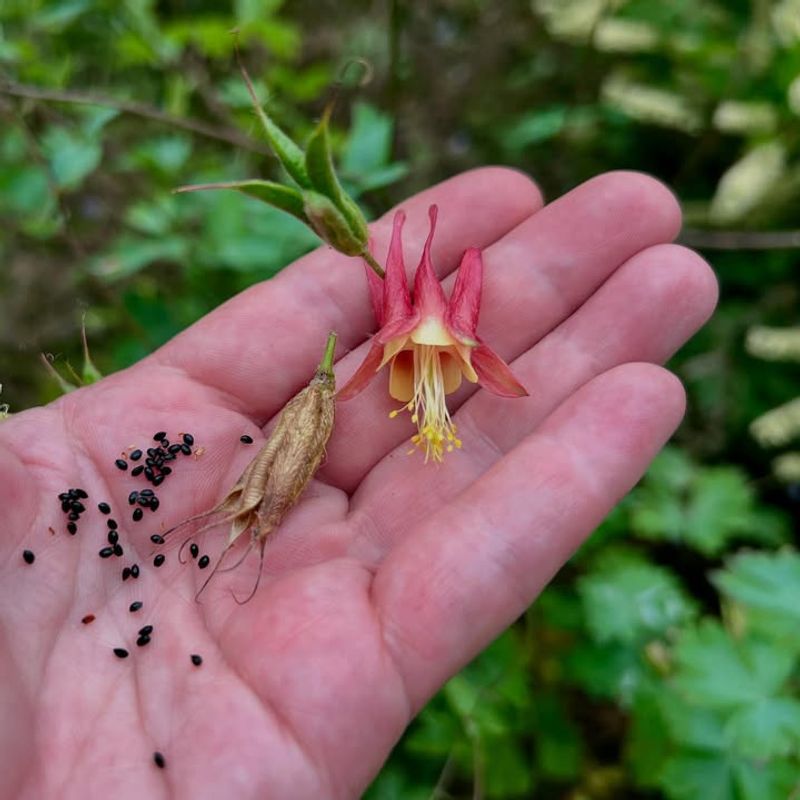 Wild Columbine Paired With Native Milkweed