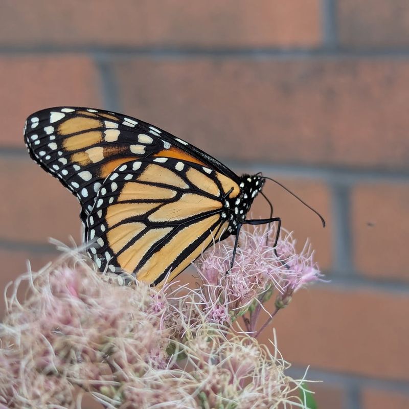 Native Butterflies Depend On Goldenrod For Survival