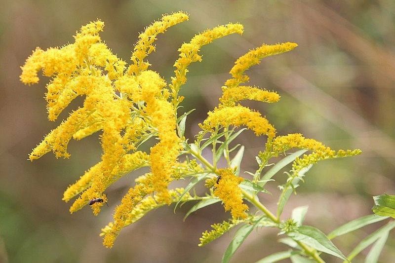 Indigenous Peoples Used Goldenrod As Traditional Medicine