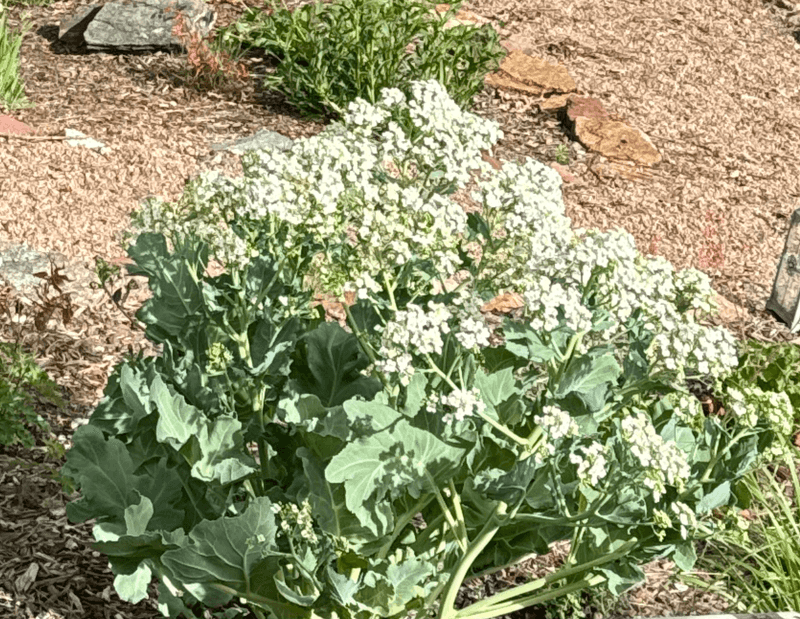 Sea Kale