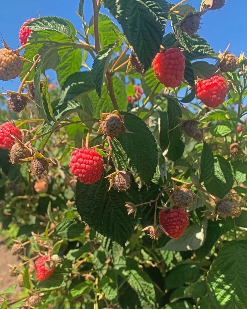 Raspberries