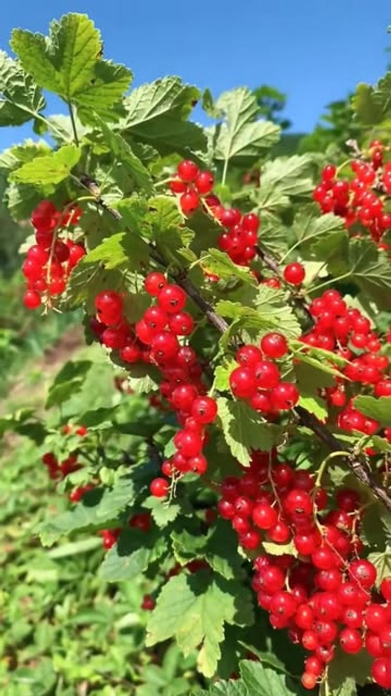 Currants As Hardy Fall Starters