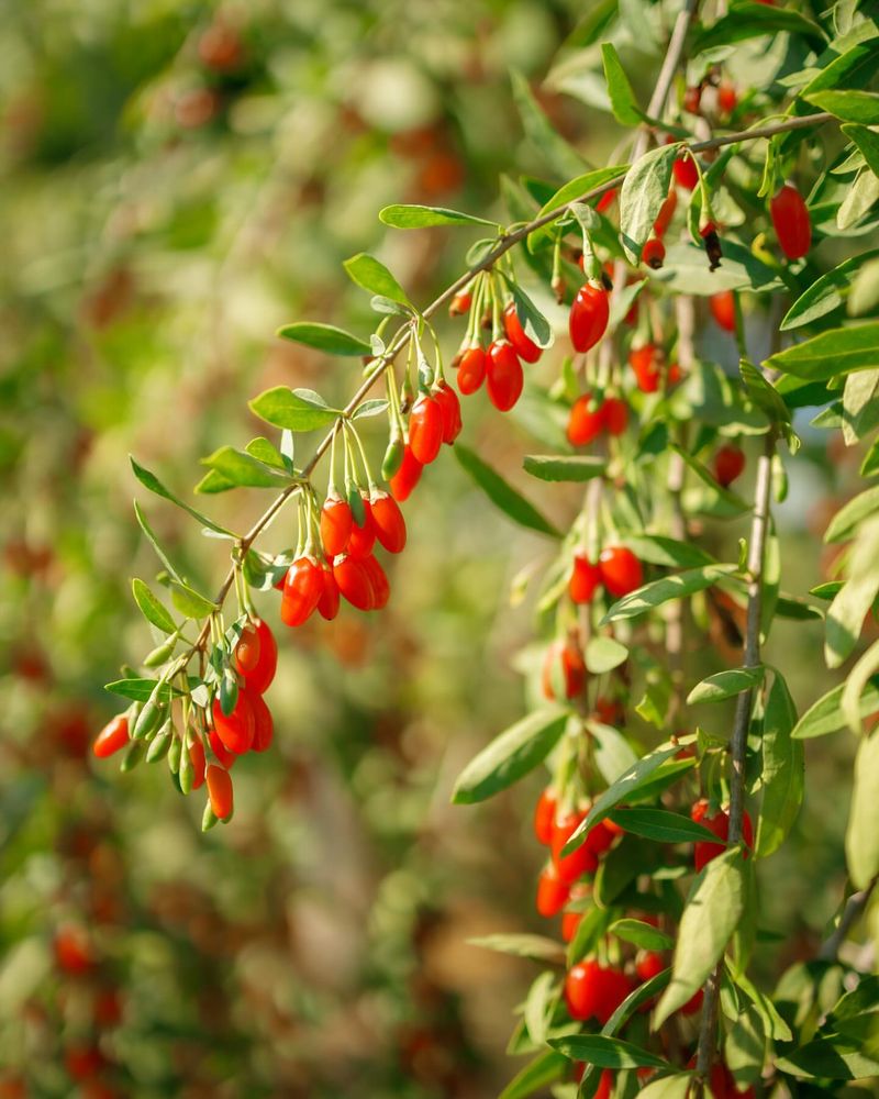 Goji Berries