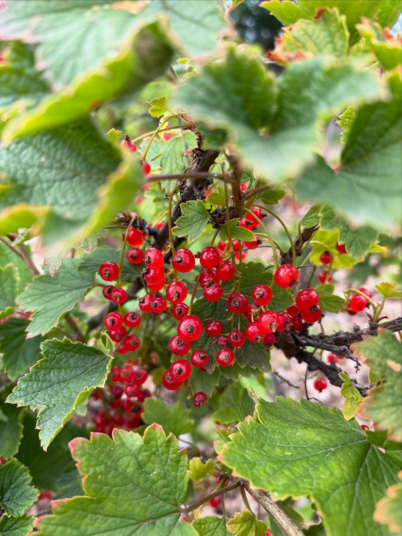 Currant Seeds