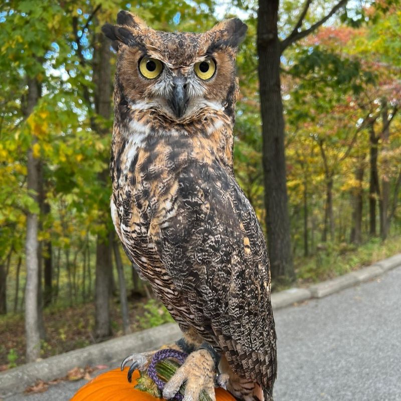 Great Horned Owls
