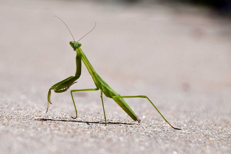 Praying Mantises