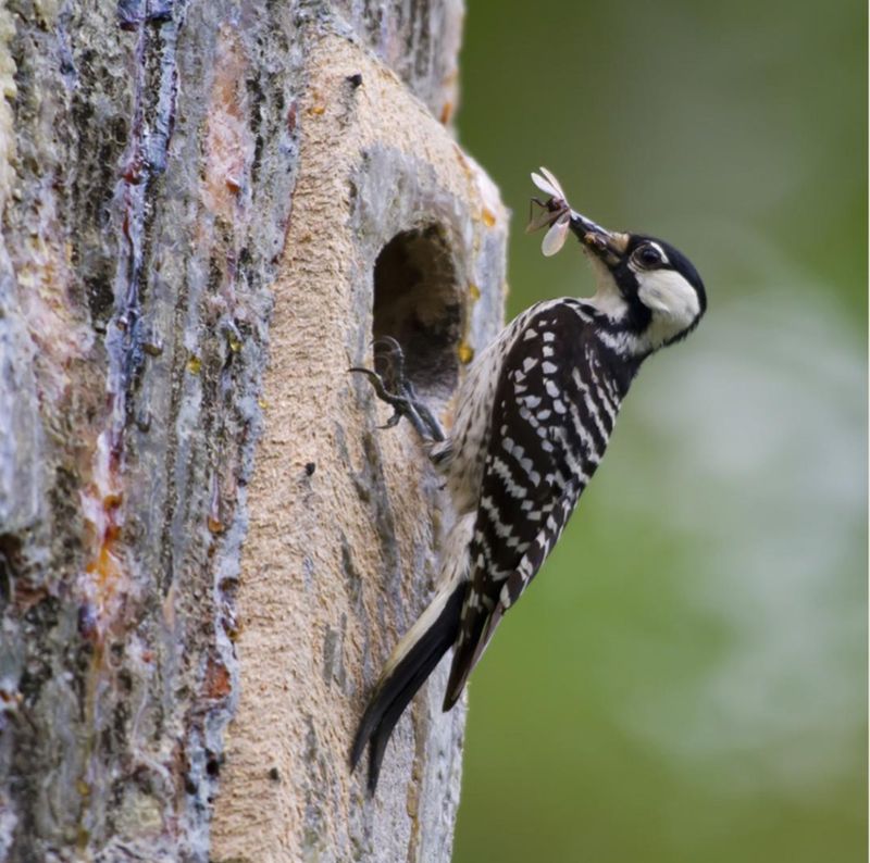 Red-Cockaded Woodpecker