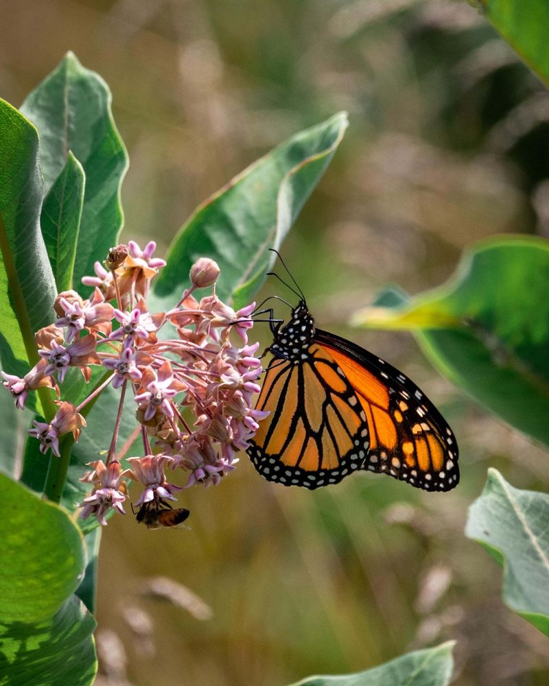 Monarch Butterfly